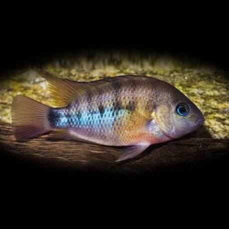 Cichlasoma /Hemichromis/ cuterri 3,5 - 4 cm