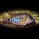 Cichlasoma /Hemichromis/ cuterri 5 - 6 cm