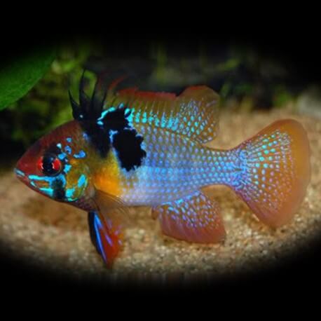 Mikrogeophagus ramirezi 3 - 4 cm