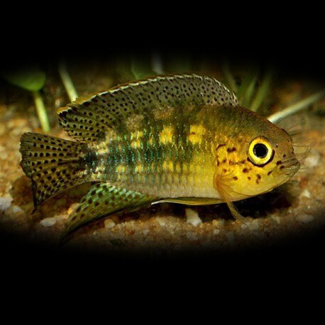 Nannacara aureocephalus 4-5cm