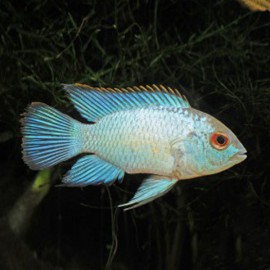 Nannacara sp. neon blue 4 - 6 cm