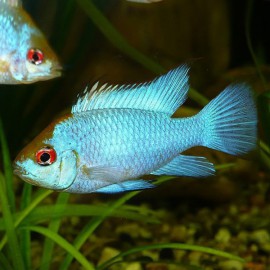 Papilochromis ramirezi electric blue 3 - 3,5 cm