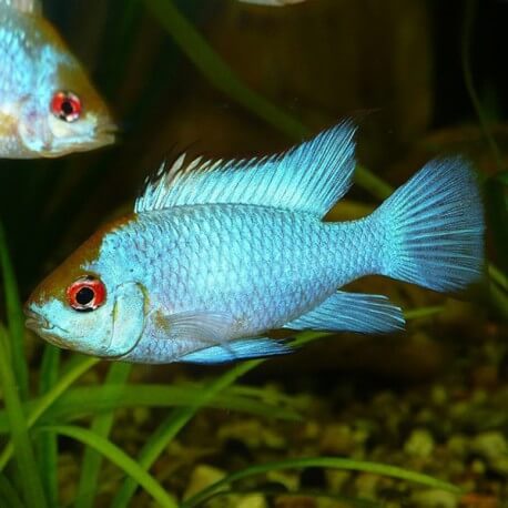 Papilochromis ramirezi electric blue 3 - 3,5 cm