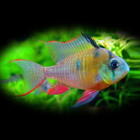 Papiliochromis altispinosa 3,5 - 4 cm