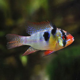 Papilochromis ramirezi original 2,5 - 3 cm