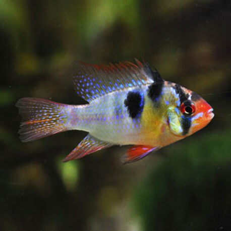 Papilochromis ramirezi original 2,5 - 3 cm