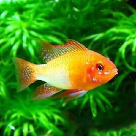 Papiliochromis ramirezi gold 3 - 3,5 cm