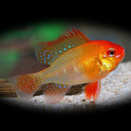 Papiliochromis ramirezi gold l. f. 3 - 3,5 cm