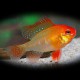 Papiliochromis ramirezi gold l. f. 3,5 - 4 cm