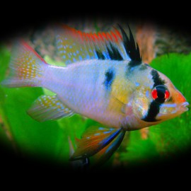 Papiliochromis ramirezi balloon electric blue gold head 2,5 - 3 cm