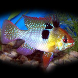 Papilochromis ramirezi blue briliant 2,5 - 3 cm