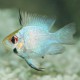 Papiliochromis ramirezi electric blue baloon 2,5 - 3 cm