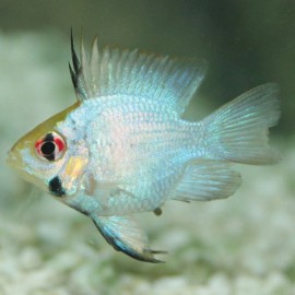 Papiliochromis ramirezi electric blue baloon 2,5 - 3 cm