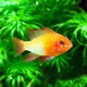 Papiliochromis ramirezi red-gold 3 - 3,5 cm