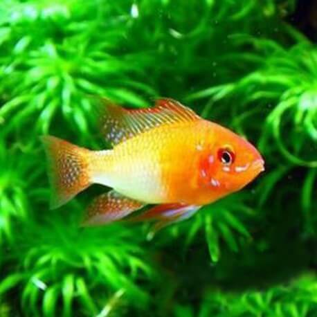 Papiliochromis ramirezi red-gold XL