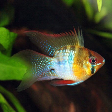 Papiliochromis ramirezi balloon 2,5 - 3 cm