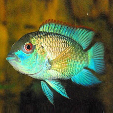 Andinoacara pulcher neon blue 4 - 5 cm