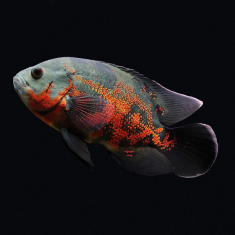 Astronotus ocellatus 3 - 4 cm