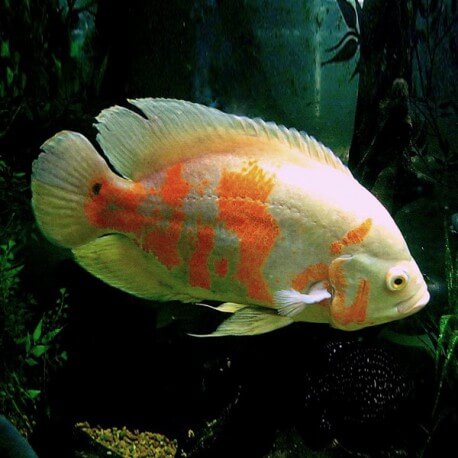 Astronotus ocellatus albino 3 - 4 cm