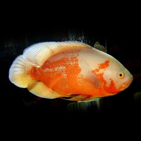 Astronotus ocellatus albino red 4 - 5 cm