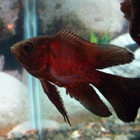 Astronotus ocellatus long tail 6cm