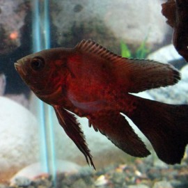 Astronotus ocellatus long tail 4-5cm
