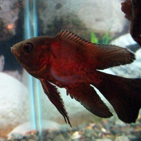 Astronotus ocellatus long tail 4-5cm