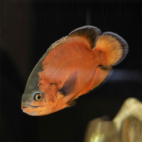 Astronotus ocellatus red oscar 16 -  20 cm