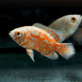 Astronotus ocellatus albino tiger oscar 6 - 7 cm