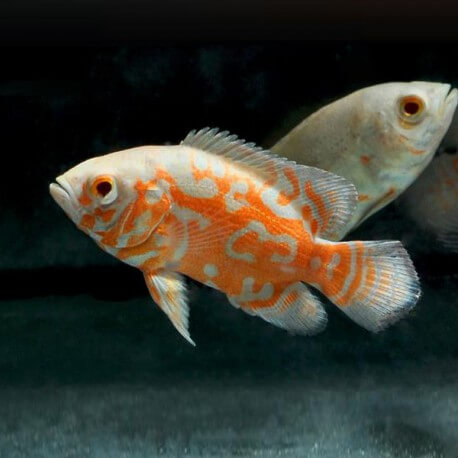 Astronotus ocellatus albinos tiger oscar 7-10cm