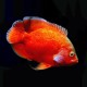 Astronotus ocellatus fitted red oscar 7-10 cm