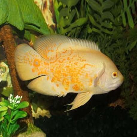 Astronotus ocellatus lemon blood 7-10cm