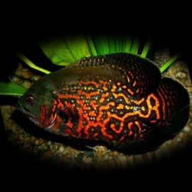 Astronotus ocellatus tiger oscar 7 - 9 cm