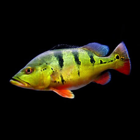 Cichla monoculus 3-4cm