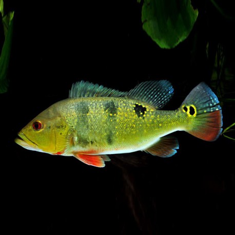 Cichla ocellaris 2-3 cm