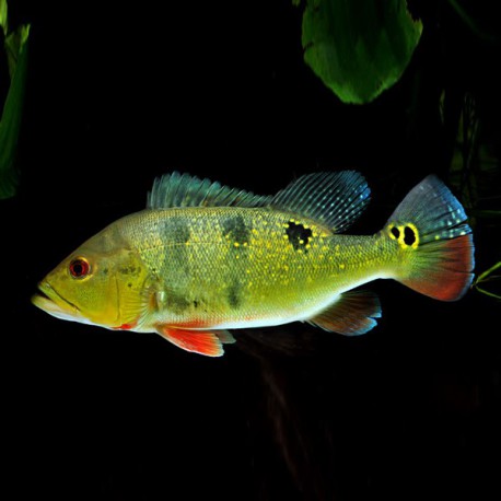 Cichla ocellaris 6 - 7 cm