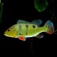 Cichla ocellaris 4 - 5 cm