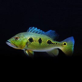 Cichla orinocensis 6 - 7 cm