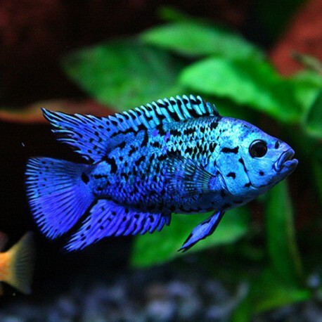 Cichlasoma blue jack dempsey XL