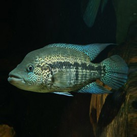 Cichlasoma dovii 7 - 9 cm