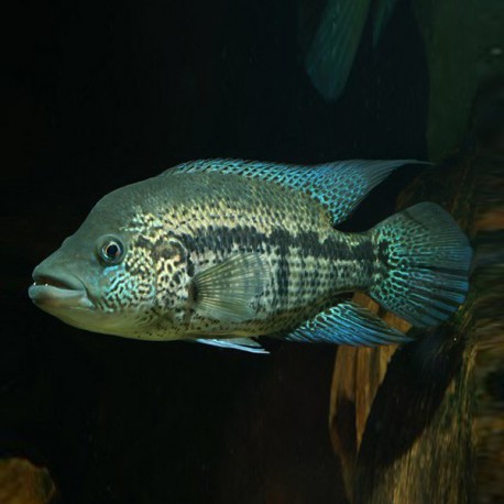 Cichlasoma dovii 7 - 9 cm