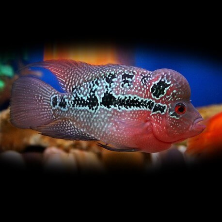 Cichlasoma flowerhorn 12-15 cm