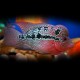 Cichlasoma flowerhorn 6 - 7 cm