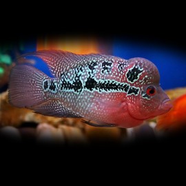 Cichlasoma flowerhorn 7 - 9 cm