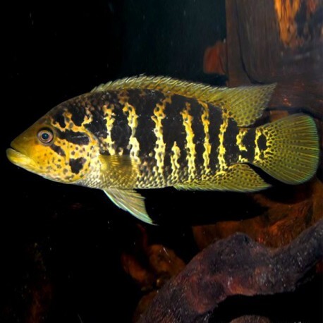 Cichlasoma friedrichsthalii 4-5cm