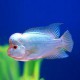 Cichlasoma hybrid blue parrot 4 - 5 cm