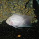 Cichlasoma hybrid white parrot 3 - 4 cm