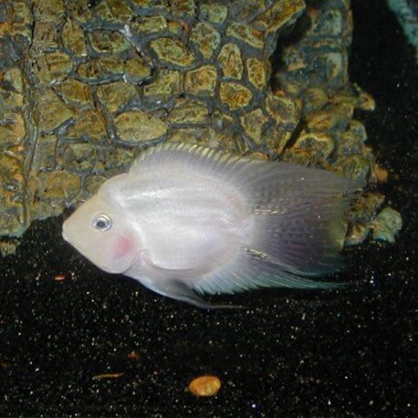 Cichlasoma hybrid white parrot 3 - 4 cm