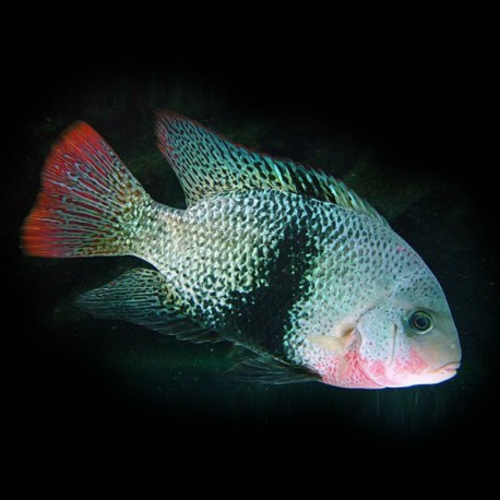 Cichlasoma maculicauda 4-5cm