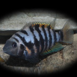 Cichlasoma nigofasciatum OB 3 - 4 cm